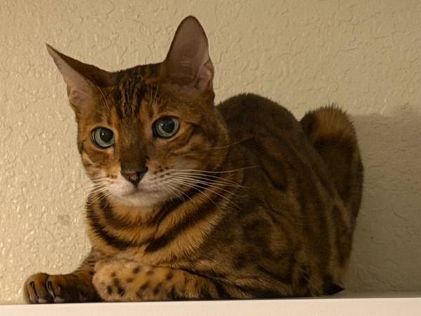 Lost Cat in Tucson
