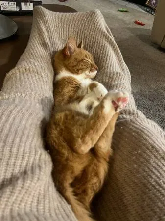 Lost cat