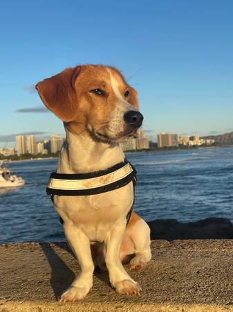 Lost Dog in Kapaa