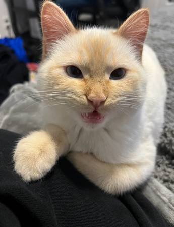 Lost cat