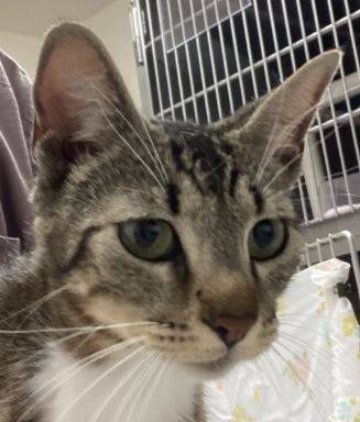 Found cat