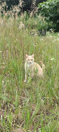 Lost Cat in Mancelona