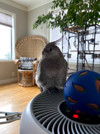 Lost bird