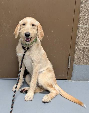 Found dog