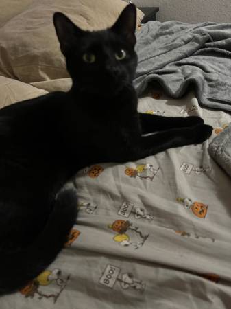 Lost cat