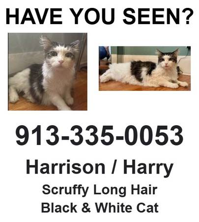 Lost Cat in Kansas City