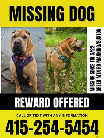 Lost dog