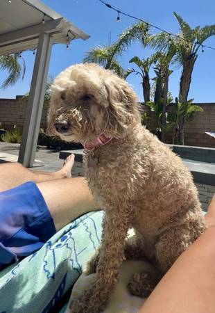 Lost pet