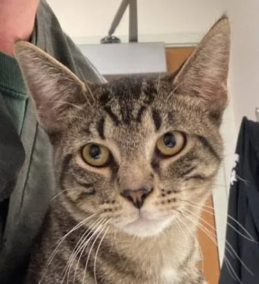 Found cat