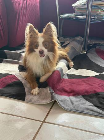 Lost dog