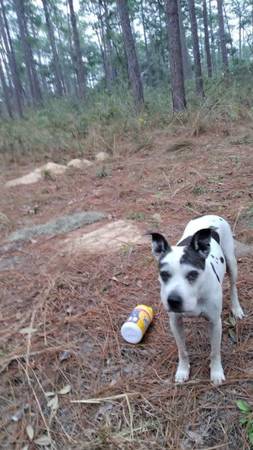 Lost Dog in Emmet