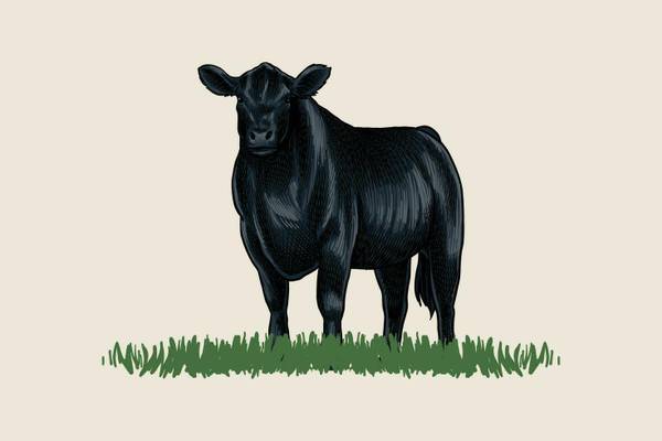 Lost Animal in Finley