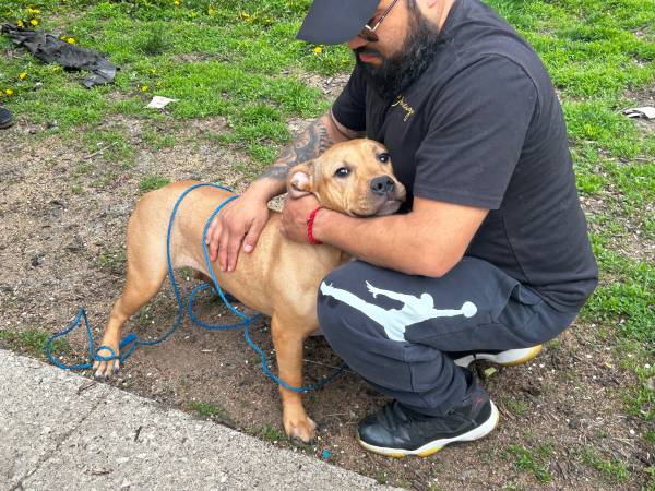 Found dog