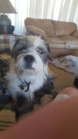 Lost Dog in Broadway And Sarnoff