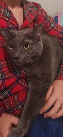 Lost Cat in Marietta