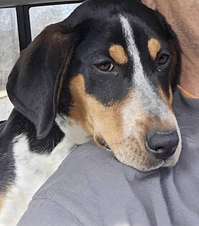 Lost Dog in Lawsonville
