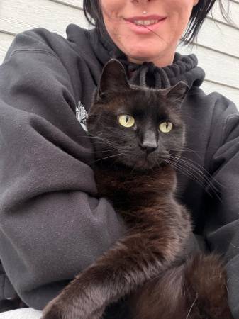 Lost cat