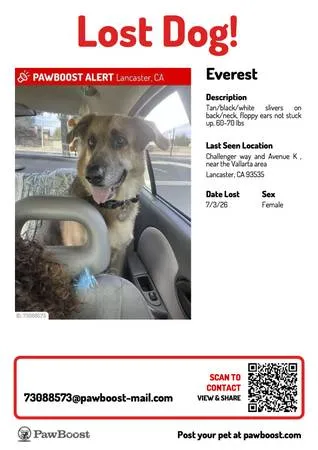 Lost dog