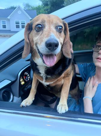 Found Dog in Candler