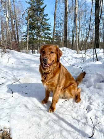 Lost Dog in Edmonton