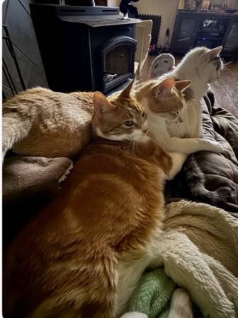 Lost Cat in Webster
