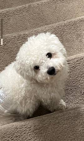 Lost Dog in Hercules