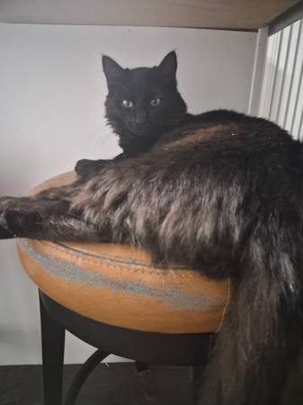 Lost Cat in Copperopolis