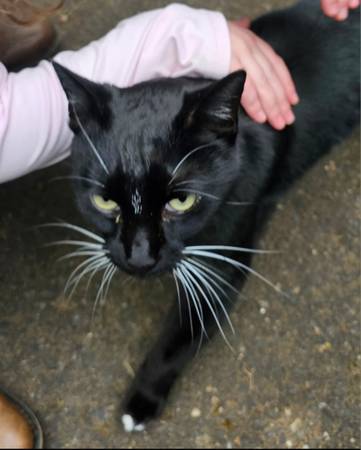 Found cat