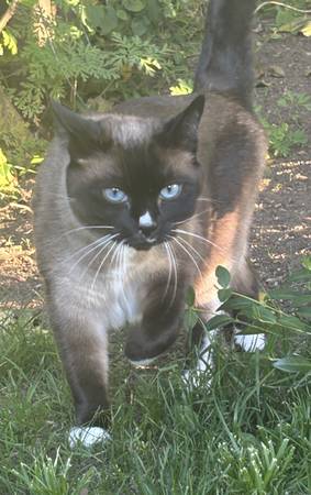 Lost cat