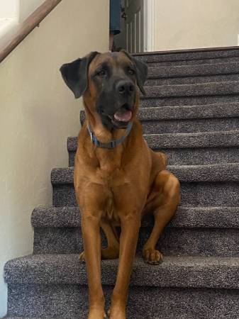 Lost Dog in Tucson