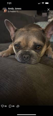 Lost dog