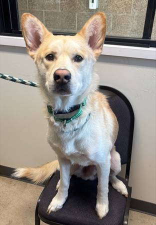 Found Dog in Eugene