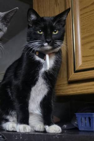 Lost Cat in Cave Creek