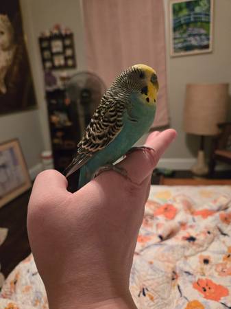 Found Bird in Tulsa