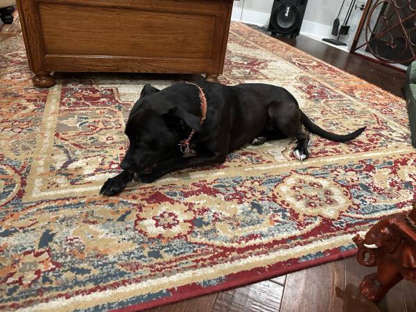Found Dog in Gravette