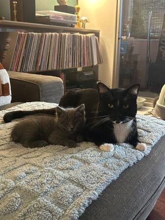 Lost cat