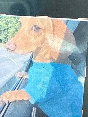 Lost dog