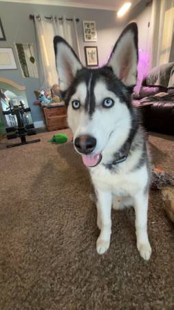 Lost dog