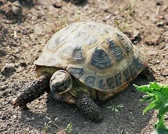 Lost tortoise