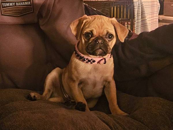 Lost Dog in Seabeck