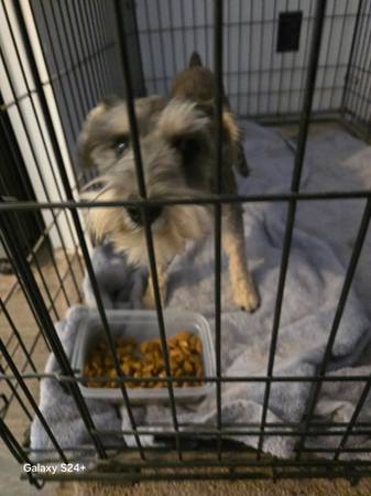 Found Dog in Avra Valley And Anway