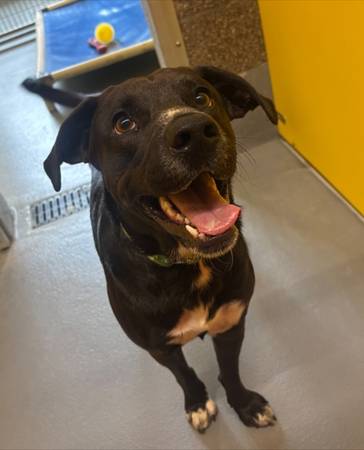 Found dog