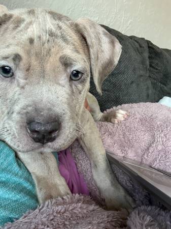 Lost dog