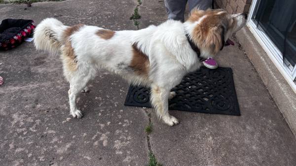 Found dog