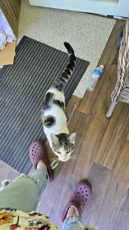 Found Cat in Baltimore