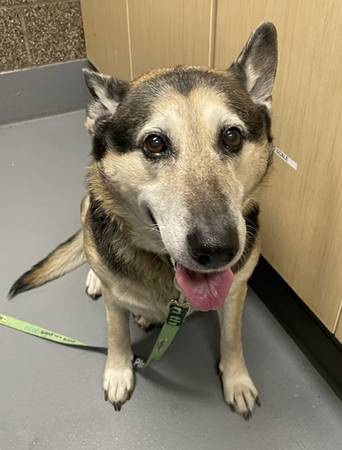 Found dog