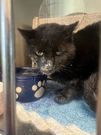 Found cat