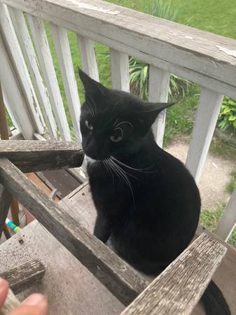 Lost cat