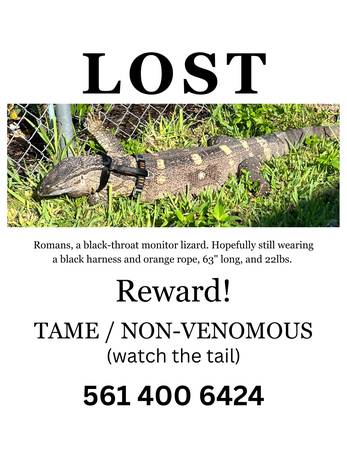 Lost lizard