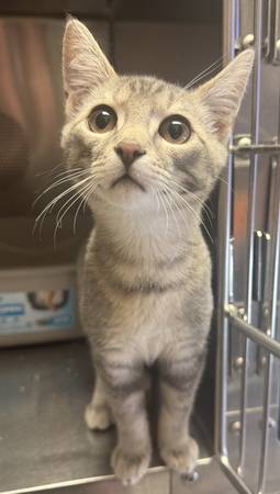 Found cat